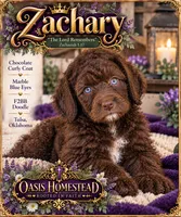 Beautiful Chocolate F2bb, a female Goldendoodle and Poodle - Standard  for sale in Tulsa, OK – 2 of 5