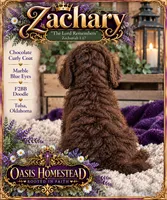 Beautiful Chocolate F2bb, a female Goldendoodle and Poodle - Standard  for sale in Tulsa, OK – 3 of 5