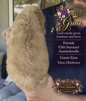 GRACE - F2bb- Beautiful Cream with Green Eyes , a female Goldendoodle and Poodle - Standard  for sale in Tulsa, OK – 2 of 4