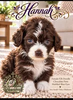 Tiny Little Chocolate Parti Girl -F2b Marble Blue eyes, a female Aussiedoodle and Poodle - Standard  for sale in Tulsa, OK – 1 of 8