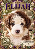 ELiJAH- Most Beautiful Crystal Blue Eyed Doodle Ever, a male Aussiedoodle and Poodle - Standard  for sale in Tulsa, OK – 2 of 6