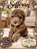 Gorgeous Double Blue Eyed Chocolate Merle- F2b, a female Goldendoodle and Poodle - Standard  for sale in Tulsa, OK – 2 of 6