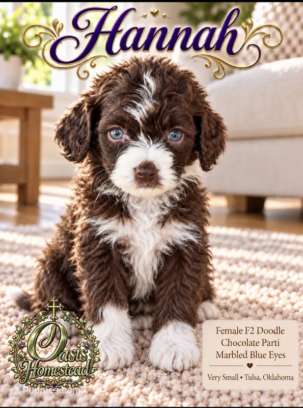 Tiny Little Chocolate Parti Girl -F2b Marble Blue eyes – Aussiedoodle, Poodle - Standard  puppy for sale in Tulsa, OK