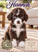 Tiny Little Chocolate Parti Girl -F2b Marble Blue eyes, a female Aussiedoodle and Poodle - Standard  for sale in Tulsa, OK – 3 of 8