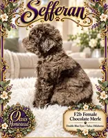Sefferon-F2b - Crystal Blue Double Eyes, a female Aussiedoodle and Poodle - Standard  for sale in Tulsa, OK – 4 of 7