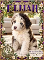 ELiJAH- Most Beautiful Crystal Blue Eyed Doodle Ever, a male Aussiedoodle and Poodle - Standard  for sale in Tulsa, OK – 4 of 6