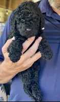 Gorgeous Black Super Curly F2bb - AMAZING , a male Goldendoodle and Poodle - Standard  for sale in Tulsa, OK – 4 of 5
