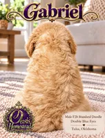 Crystal Double Blue Eyes F2b, a male Goldendoodle and Poodle - Standard  for sale in Tulsa, OK – 4 of 6