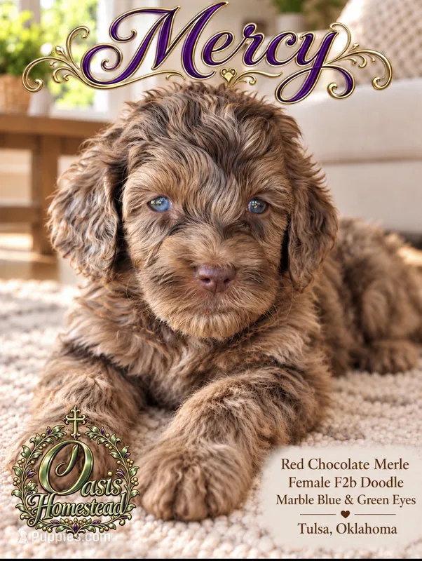 F2b Red/ Chocolate Merle Female-Marble Blue Eyes – Aussiedoodle, Poodle - Standard  puppy for sale in Tulsa, OK