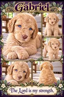 Crystal Double Blue Eyes F2b, a male Goldendoodle and Poodle - Standard  for sale in Tulsa, OK – 2 of 6