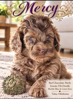 Beautiful Red/Chocolate Merle F2b - Marble Blue Eyes, a female Goldendoodle and Poodle - Standard  for sale in Tulsa, OK – 4 of 5