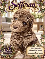 Sefferon-F2b - Crystal Blue Double Eyes, a female Aussiedoodle and Poodle - Standard  for sale in Tulsa, OK – 1 of 7