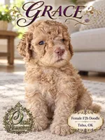 GRACE - F2b - Beautiful Cream with Green Eyes , a female Goldendoodle and Poodle - Standard  for sale in Tulsa, OK – 5 of 5