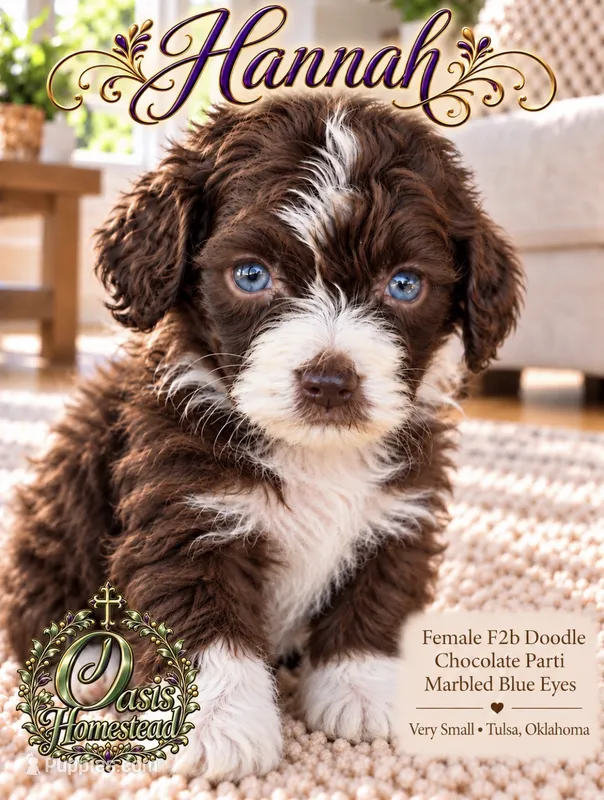 Hannah- Chocolate Parti-Marble Blue eyes F2b- TINY GIRL  – Goldendoodle, Poodle - Standard  puppy for sale in Tulsa, OK