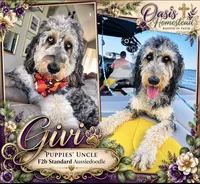 F2bb Super Curly Black Female- GORGEOUS , a female Aussiedoodle and Poodle - Standard  for sale in Tulsa, OK – 8 of 8