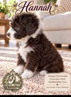 Tiny Little Chocolate Parti Girl -F2b Marble Blue eyes, a female Aussiedoodle and Poodle - Standard  for sale in Tulsa, OK – 4 of 8