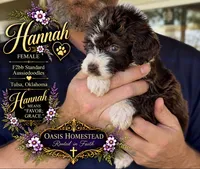 Tiny Little Chocolate Parti Girl -F2bb Marble Blue eyes, a female Aussiedoodle and Poodle - Standard  for sale in Tulsa, OK – 5 of 9