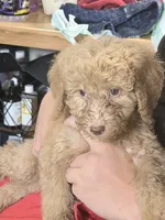 Gorgeous Red FemaleSo so sweet, a female Goldendoodle and Poodle - Standard  for sale in Tulsa, OK – 8 of 8