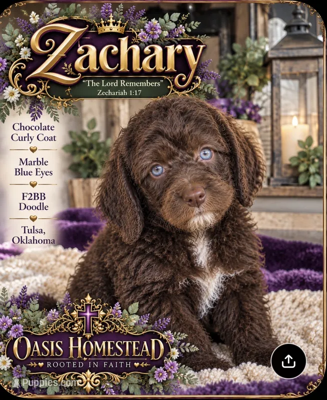 Beautiful Chocolate F2bb – Goldendoodle, Poodle - Standard  puppy for sale in Tulsa, OK