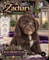 Beautiful Chocolate F2bb, a female Goldendoodle and Poodle - Standard  for sale in Tulsa, OK – 1 of 5