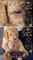 Crystal Double Blue Eyes F2bb- He is a STUNNER!, a male Goldendoodle and Poodle - Standard  for sale in Tulsa, OK – 7 of 8