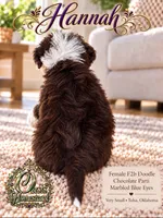 Hannah- Chocolate Parti-Marble Blue eyes F2b- TINY GIRL , a female Goldendoodle and Poodle - Standard  for sale in Tulsa, OK – 4 of 8