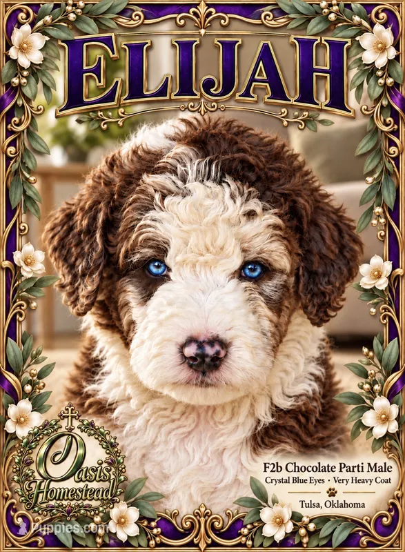 ELIJAH- AMAZING Crystal Double Blue eyes - F2b – Goldendoodle, Poodle - Standard  puppy for sale in Tulsa, OK