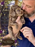Beautiful Red/Chocolate Merle F2bb-Marble Blue Eyes, a female Goldendoodle and Poodle - Standard  for sale in Tulsa, OK – 6 of 8