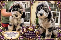 Tiny Little Chocolate Parti Girl -F2bb Marble Blue eyes, a female Aussiedoodle and Poodle - Standard  for sale in Tulsa, OK – 7 of 9