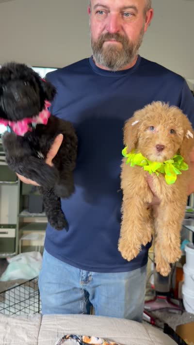 Beautiful Red F2bb DoodleSo SWeet- W@W, a female Aussiedoodle and Poodle - Standard  for sale in Tulsa, OK – 3 of 10