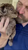 The Most Gorgeous Doodle EVER- EYEES are NOT enhanced ❤️, a female Goldendoodle and Poodle - Standard  for sale in Tulsa, OK – 4 of 9