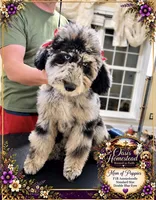 Beautiful Red/Chocolate Merle- PRICE DROPPED, a female Goldendoodle and Poodle - Standard  for sale in Tulsa, OK – 7 of 9