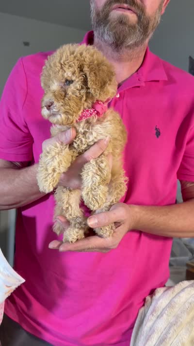 SUPER TINY F2bb Red/Cream girl with chocolate undertones Green eyes , a female Aussiedoodle and Poodle - Standard  for sale in Tulsa, OK – 2 of 9