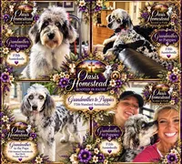 Tiny Little Chocolate Parti Girl -F2bb Marble Blue eyes, a female Aussiedoodle and Poodle - Standard  for sale in Tulsa, OK – 8 of 9