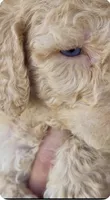 Crystal Double Blue Eyes F2bb- He is a STUNNER!, a male Goldendoodle and Poodle - Standard  for sale in Tulsa, OK – 3 of 8