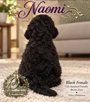 Naomi- Black F2b - So Gorgeous , a female Goldendoodle and Poodle - Standard  for sale in Tulsa, OK – 4 of 4