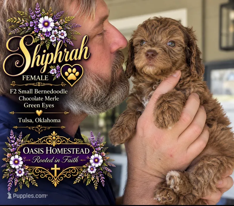 Chocolate/Red Merle Female-F2bb- GORGEOUS  – Aussiedoodle, Poodle - Standard  puppy for sale in Tulsa, OK