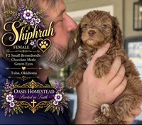 Chocolate/Red Merle Female-F2bb- GORGEOUS , a female Aussiedoodle and Poodle - Standard  for sale in Tulsa, OK – 1 of 5