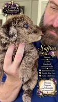 Gorgeous Double Blue Eyed Chocolate Merle- F2bb, a female Goldendoodle and Poodle - Standard  for sale in Tulsa, OK – 8 of 9