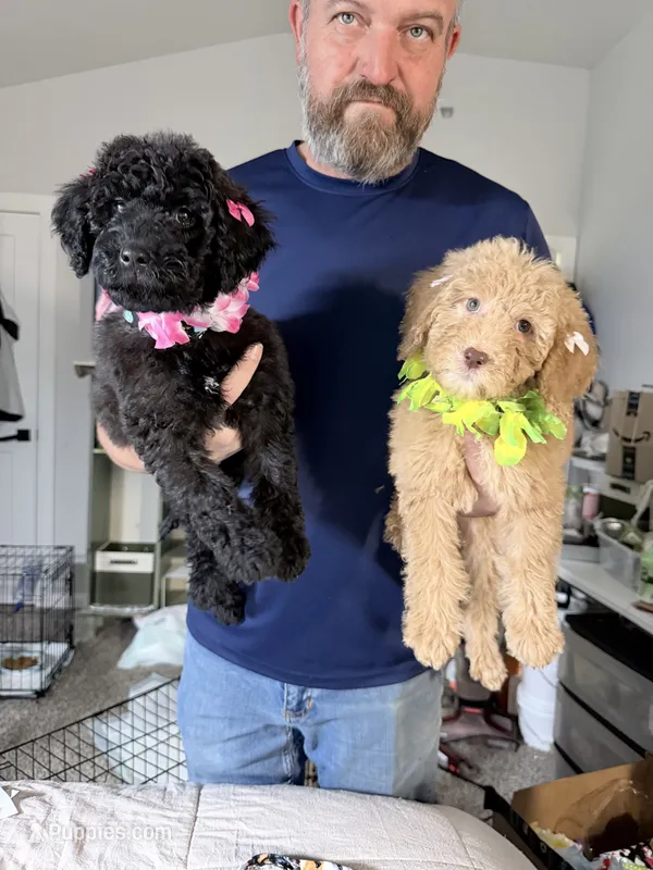 Gorgeous Red FemaleSo so sweet – Goldendoodle, Poodle - Standard  puppy for sale in Tulsa, OK