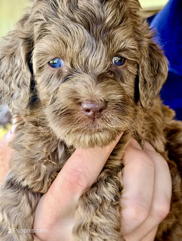 Beautiful Red/Chocolate Merle F2bb-Marble Blue Eyes – Goldendoodle, Poodle - Standard  puppy for sale in Tulsa, OK