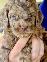 Beautiful Red/Chocolate Merle F2bb-Marble Blue Eyes, a female Goldendoodle and Poodle - Standard  for sale in Tulsa, OK – 1 of 8