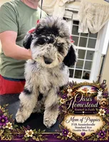 F2bb Beautiful Cream Female with Chocolate undertone Green eyes , a female Aussiedoodle and Poodle - Standard  for sale in Tulsa, OK – 5 of 10