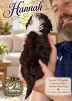 Hannah- Chocolate Parti-Marble Blue eyes F2b- TINY GIRL , a female Goldendoodle and Poodle - Standard  for sale in Tulsa, OK – 6 of 8