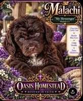Deep Dark Chocolate male F2bb , a female Goldendoodle and Poodle - Standard  for sale in Tulsa, OK – 3 of 6