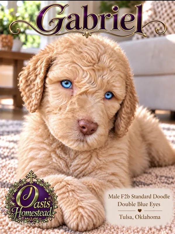 F2b Cream Male with the most Crystal Blue eyes  – Aussiedoodle, Poodle - Standard  puppy for sale in Tulsa, OK