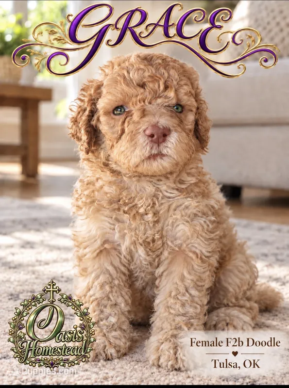 GRACE - F2b - Beautiful Cream with Green Eyes  – Goldendoodle, Poodle - Standard  puppy for sale in Tulsa, OK