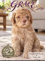 GRACE - F2b - Beautiful Cream with Green Eyes , a female Goldendoodle and Poodle - Standard  for sale in Tulsa, OK – 1 of 5