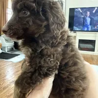 Chocolate Phantom F1BB MINI- GORGEOUS!!!, a male Miniature Goldendoodle for sale in Tulsa, OK – Photo 4 of 5