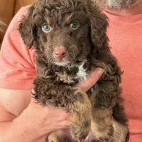 Chocolate Phantom F1BB MINI- GORGEOUS!!!, a male Miniature Goldendoodle for sale in Tulsa, OK – Photo 1 of 5